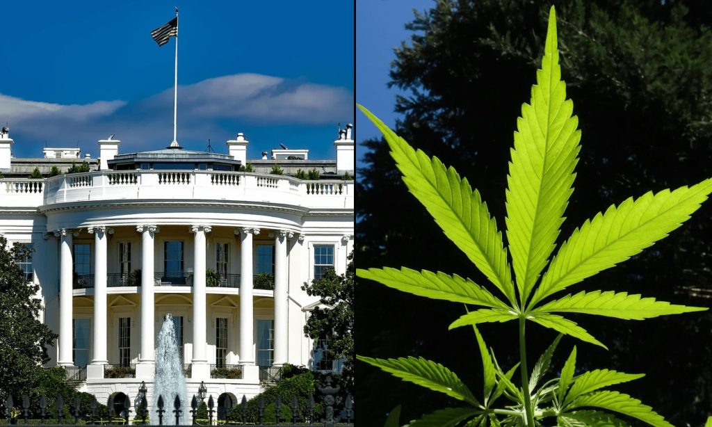 Trump’s Longtime Advisor And Former Press Secretary Discuss Marijuana Rescheduling Prospects