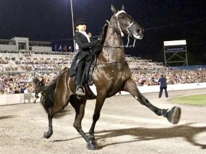 HORSE ABUSERS SMELL FREEDOM